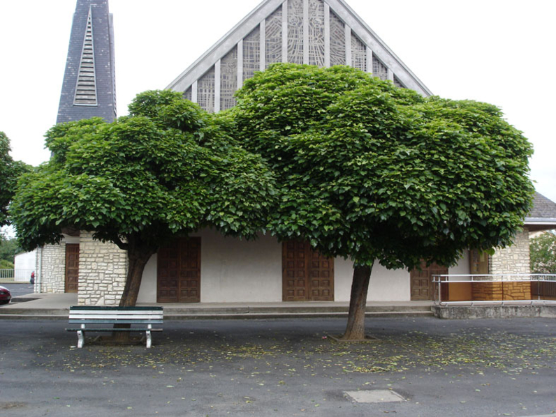 Catalpa bignonioides 'Aurea' - CATALPA DORE  - Ensemble sur la place