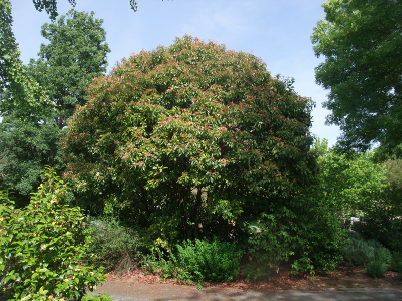 PHOTINIA