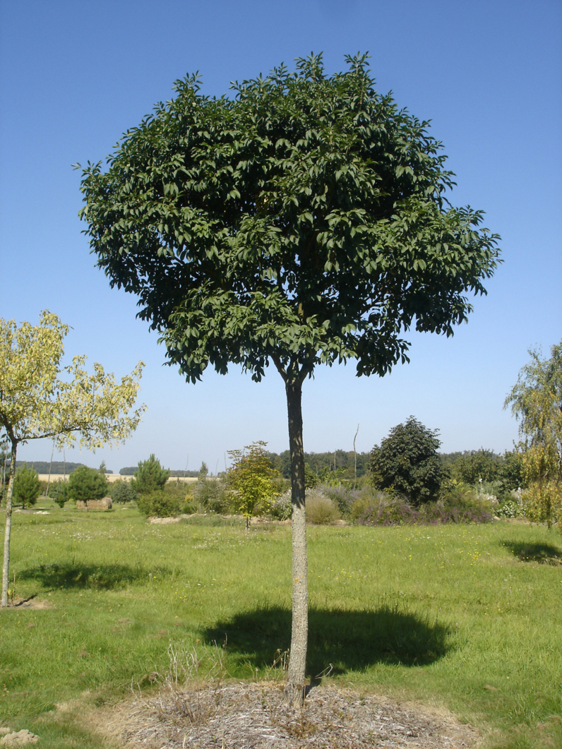 FRENE A FLEURS BOULE