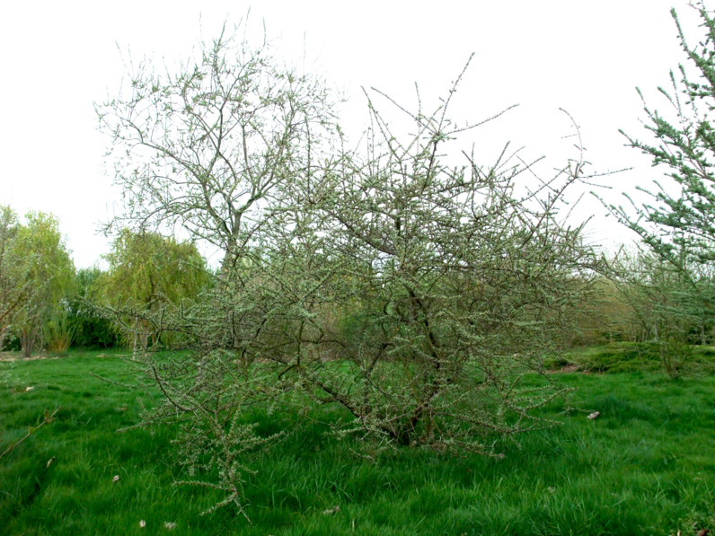 Hippophae rhamnoides - ARGOUSIER - SAULE EPINEUX - Jeune cépée