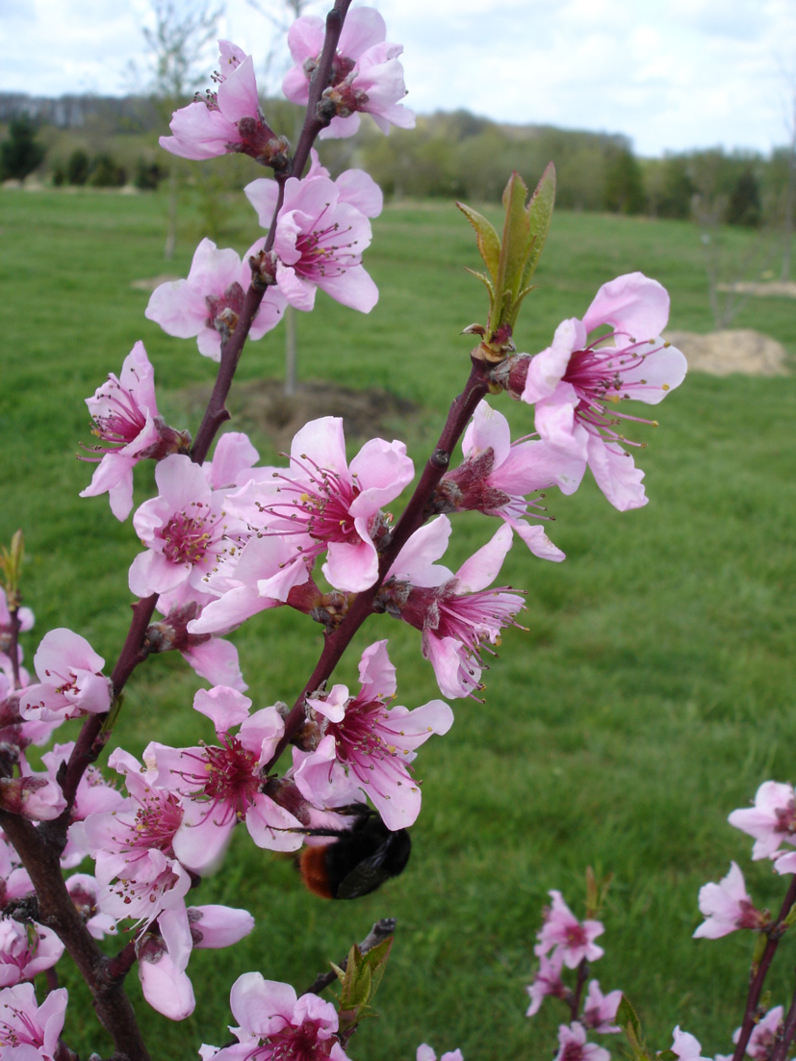 PECHER - Floraison avant l’apparition des feuilles