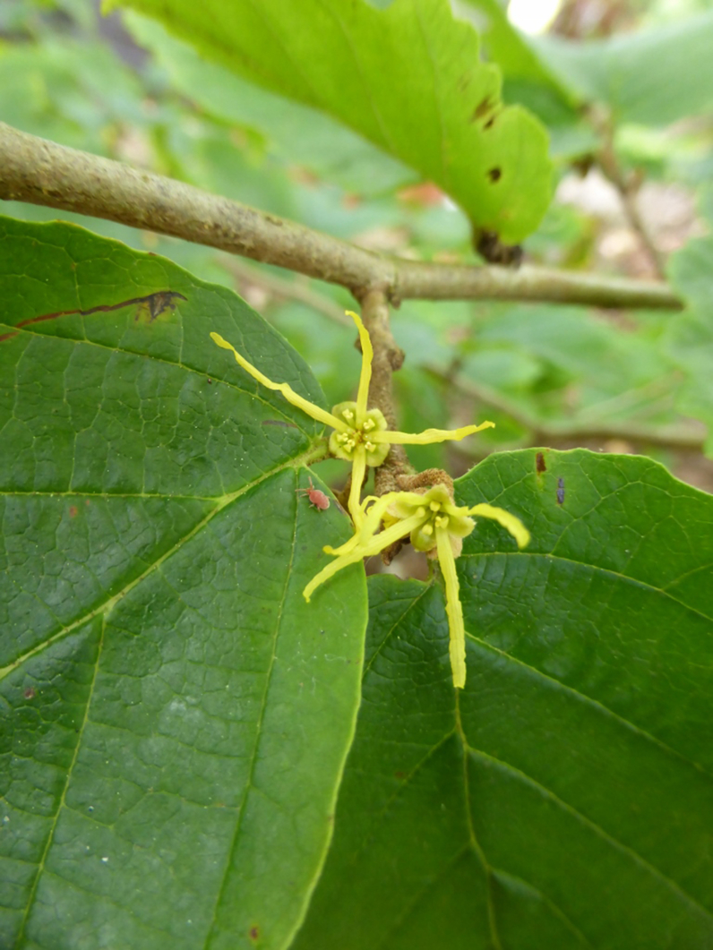 HAMAMELIS DE VIRGINIE - NOISETIER DES SORCIERES