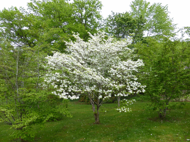 CORNOUILLER A FLEURS AMERICAIN