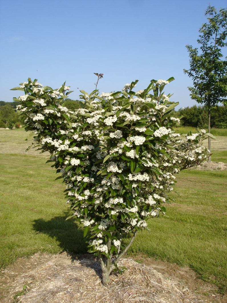 Crataegus x lavalleei 'Carrierei'- AUBEPINE HYBRIDE   (Aubépine de carrière) -  Jeune sujet