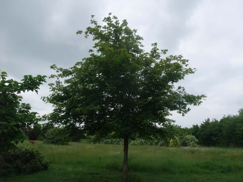 Acer x zoeschense 'Annae' - ERABLE HYBRIDE ANNAE -  Houppier