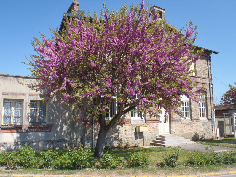 ARBRE DE JUDEE (arbre de Judas, Gainier)