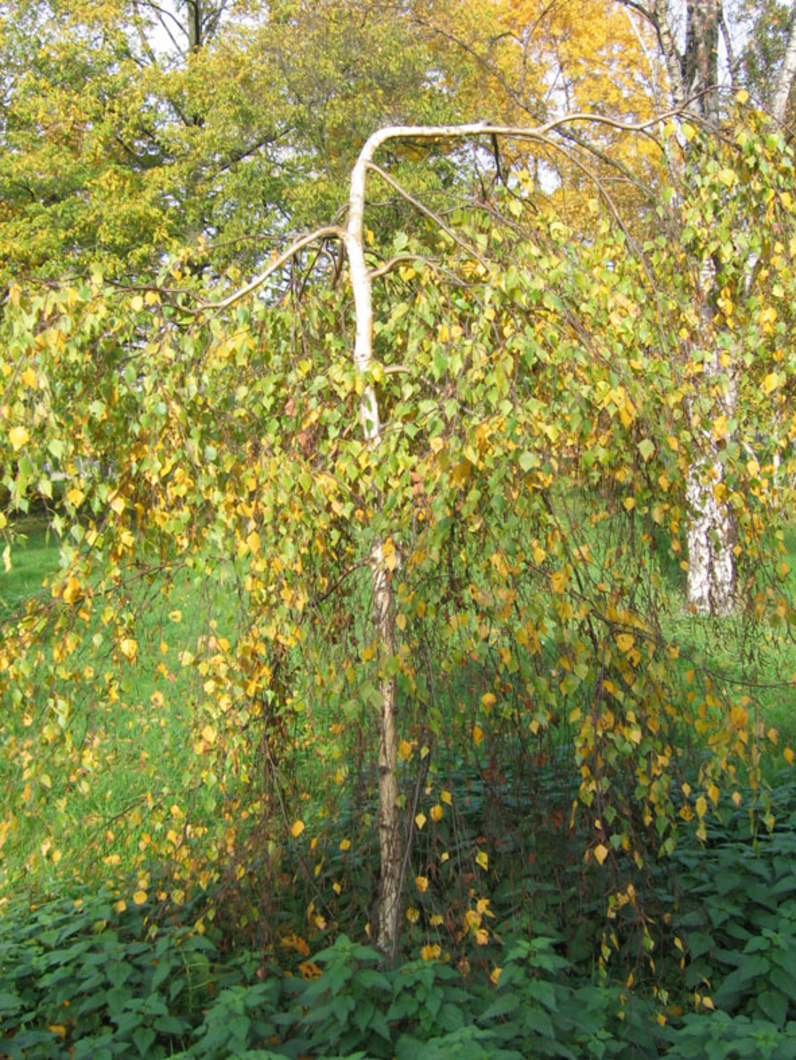 Betula pendula 'Youngii' - BOULEAU PLEUREUR - Jeune tige