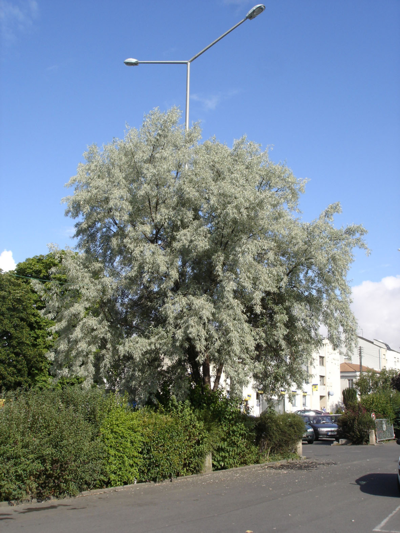 Elaeagnus angustifolia -OLIVIER DE BOHEME - CHALEF A FEUILLES ETROITES - Arbre adulte