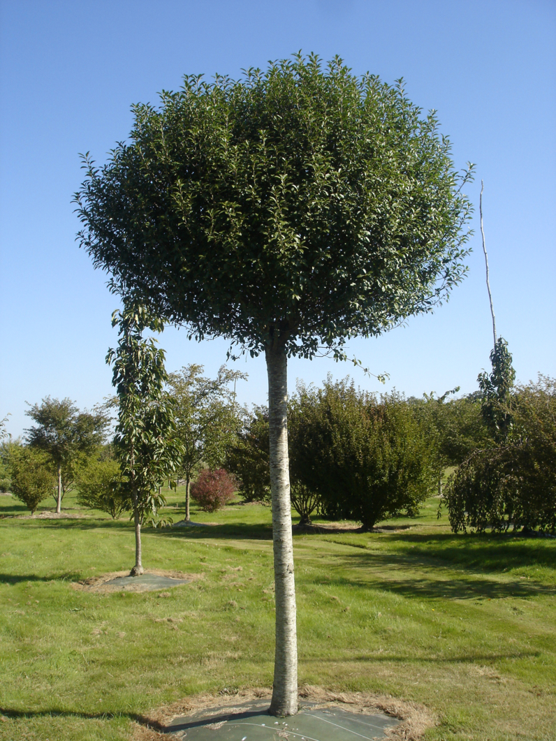 CERISIER A FLEURS GLOBULEUX