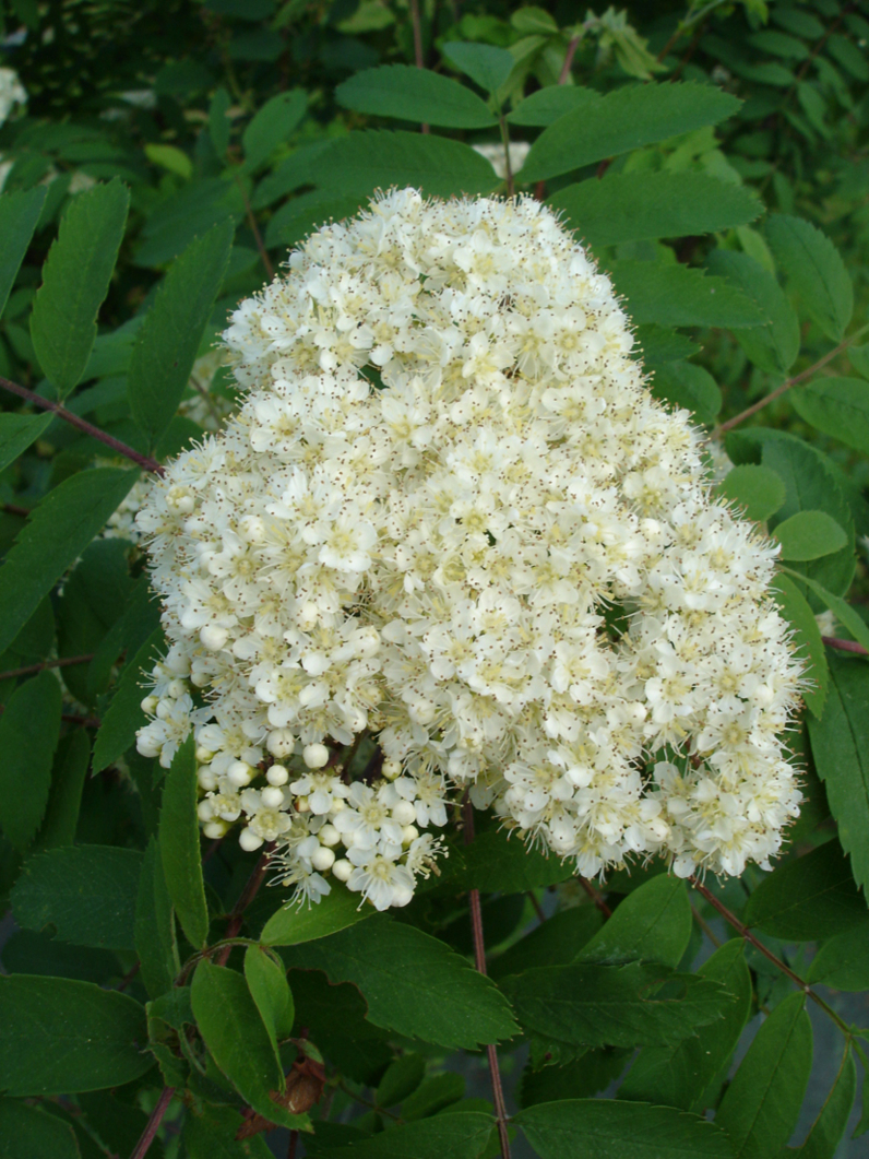 SORBIER DES OISEAUX FASTIGIE - Floraison en corymbe (10 à 15 cm)