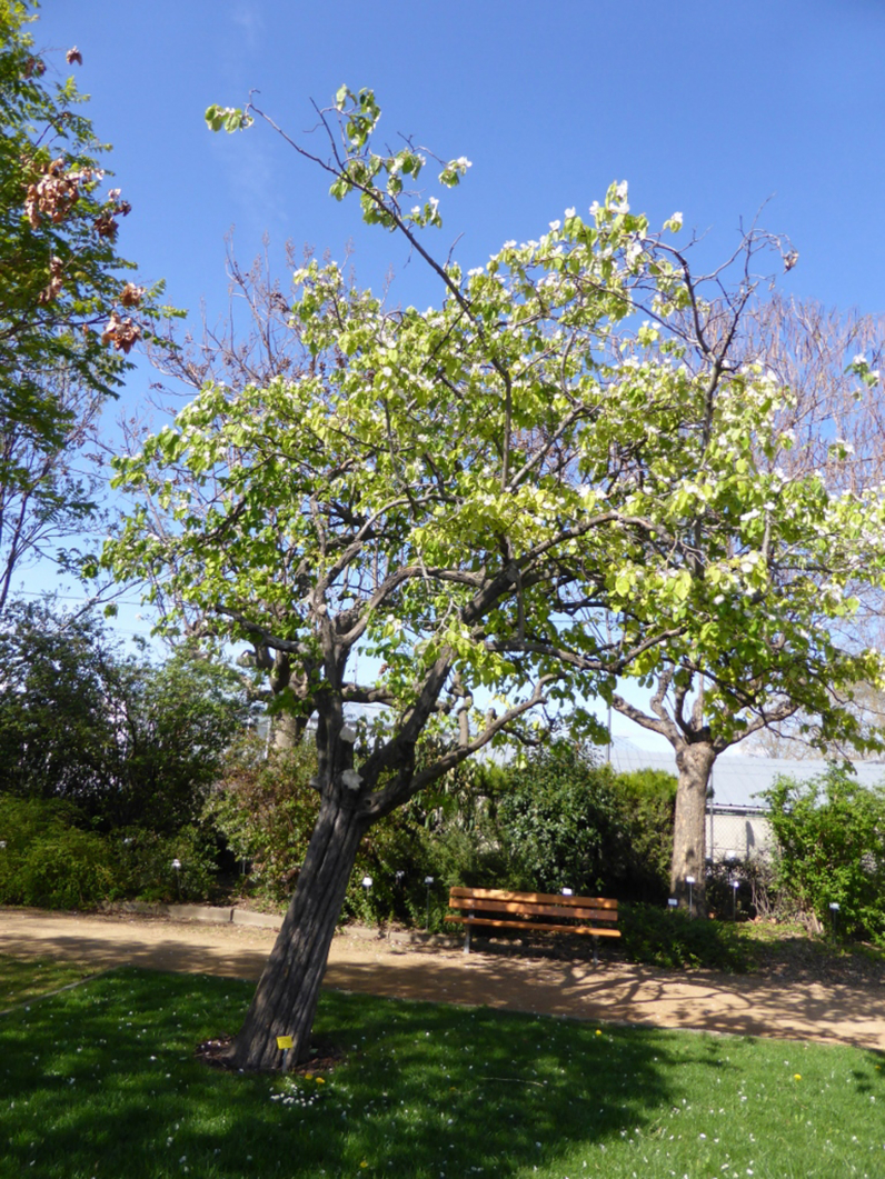 Cydonia oblonga (Cydonia vulgaris) - COGNASSIER - Arbre adulte