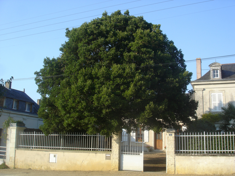 FILARIA A LARGES FEUILLES