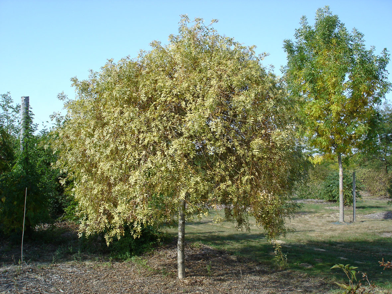 Fraxinus excelsior 'Aurea Pendula' - Frêne pleureur - Jeune Arbre -