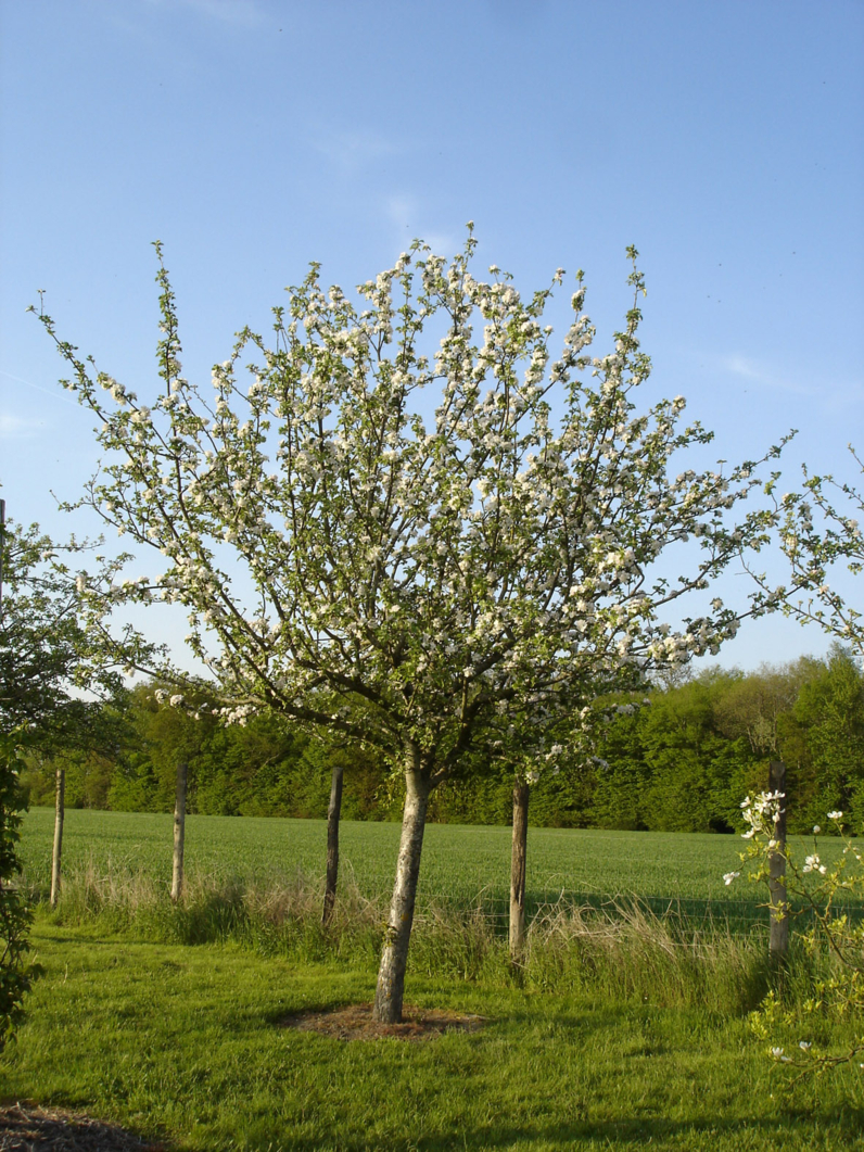 POMMIER FRUITIER