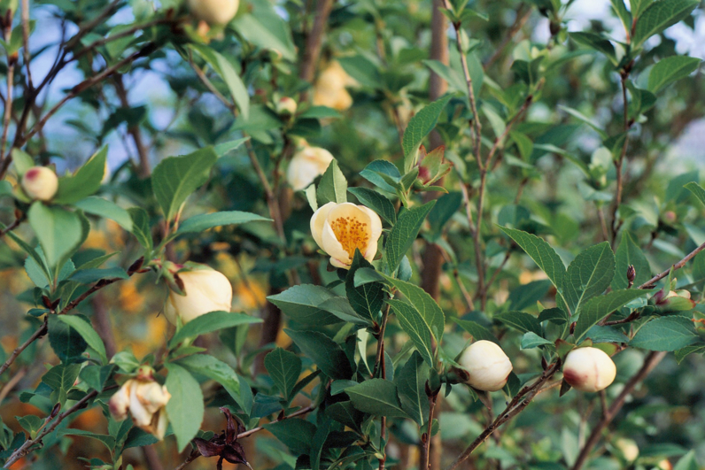 STEWARTIA A GRANDES FLEURS - FAUX CAMELIA - CAMELIA D’ETE - Grandes fleurs solitaires (5 à 6 cm)