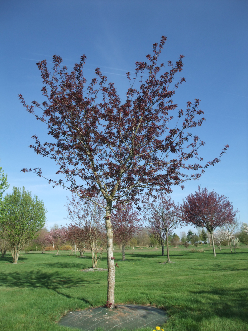 POMMIER A FEUILLES POURPRES