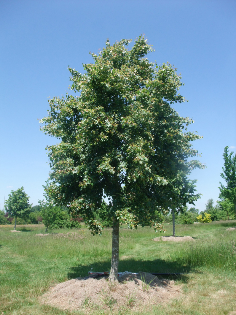 TILLEUL DE MONGOLIE - TILLEUL A FEUILLES DE VIGNE