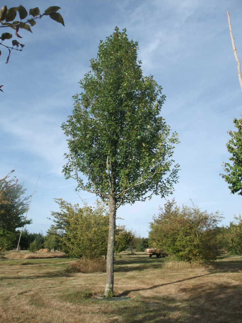 POMMIER A FEUILLES D’ERABLE