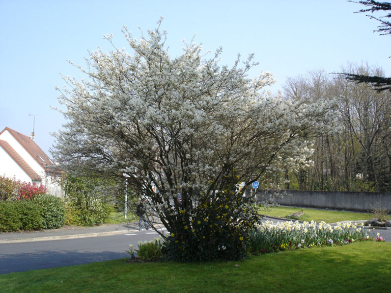 Amelanchier lamarckii - AMELANCHIER DU CANADA - Tige