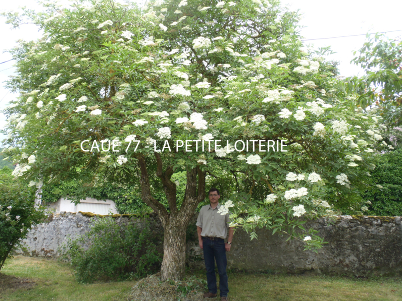 Le Sureau yèble - Sambucus ebulus 