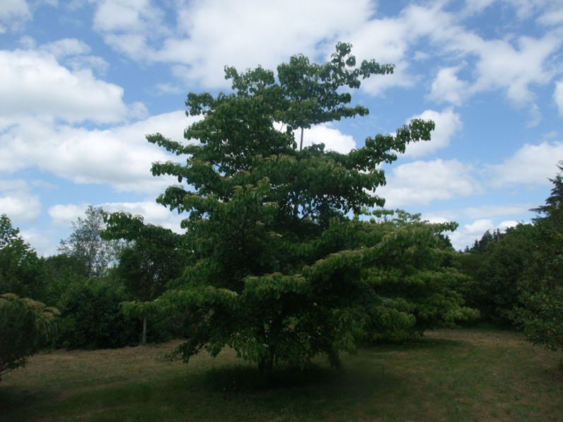 CORNOUILLER A FEUILLES ALTERNES