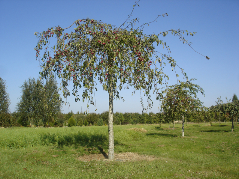 POMMIER PLEUREUR