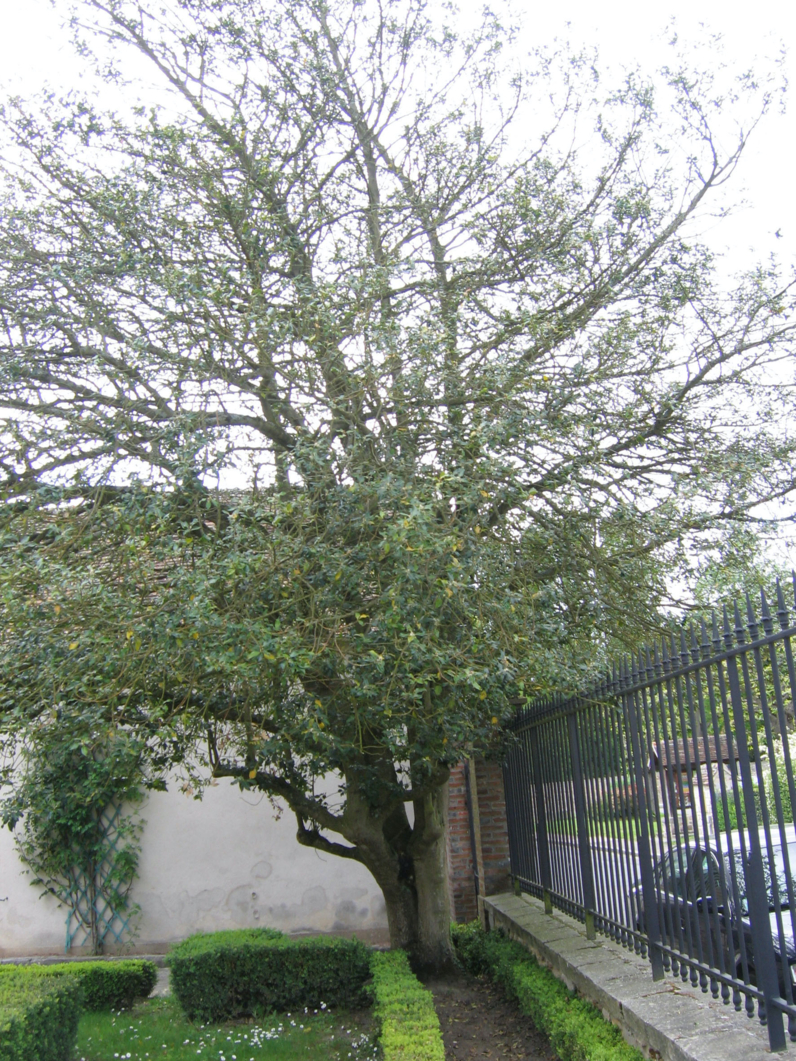 Ilex aquifolium- HOUX - Cépée adulte