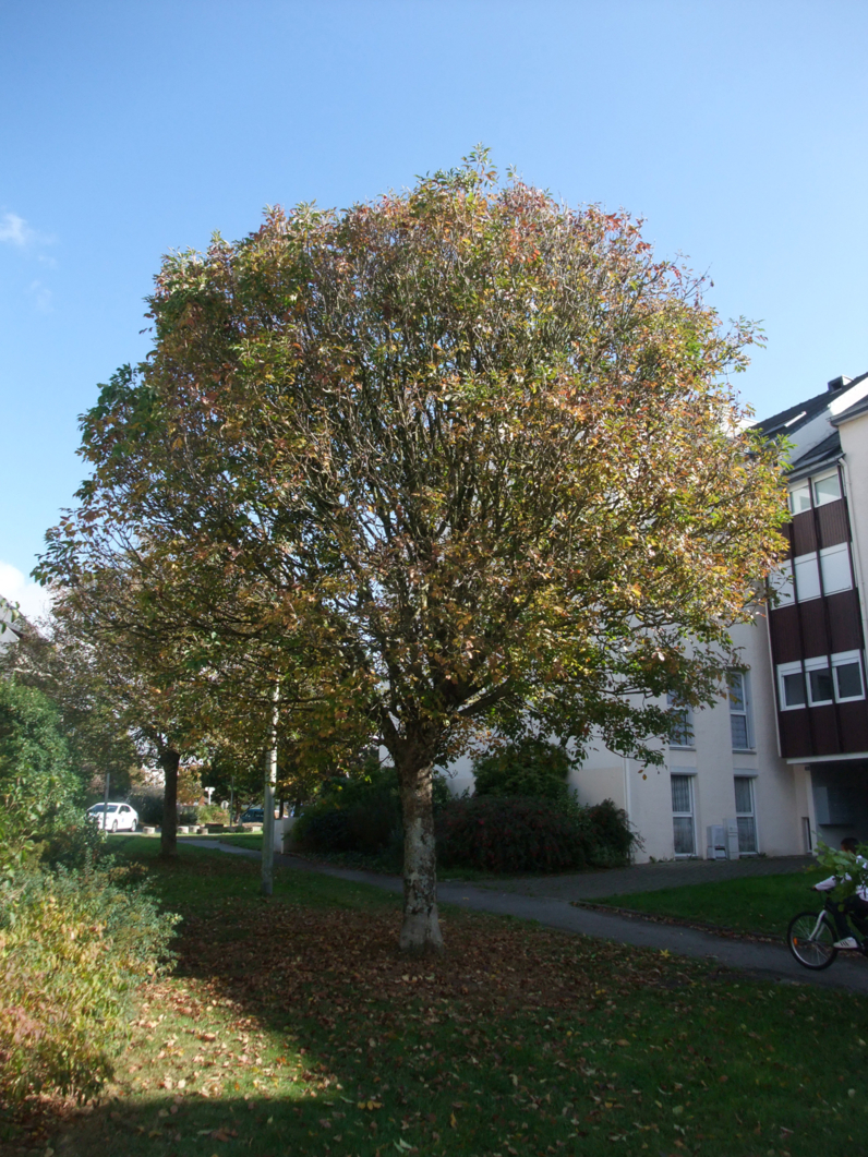 FRENE A FLEURS (FRENE A  MANNE, ORNE)