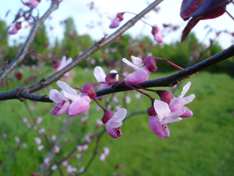 Cercis canadensis 'Forest Pansy' - GAINIER DU CANADA A FEUILLES POURPRES - Floraison sur les rameaux