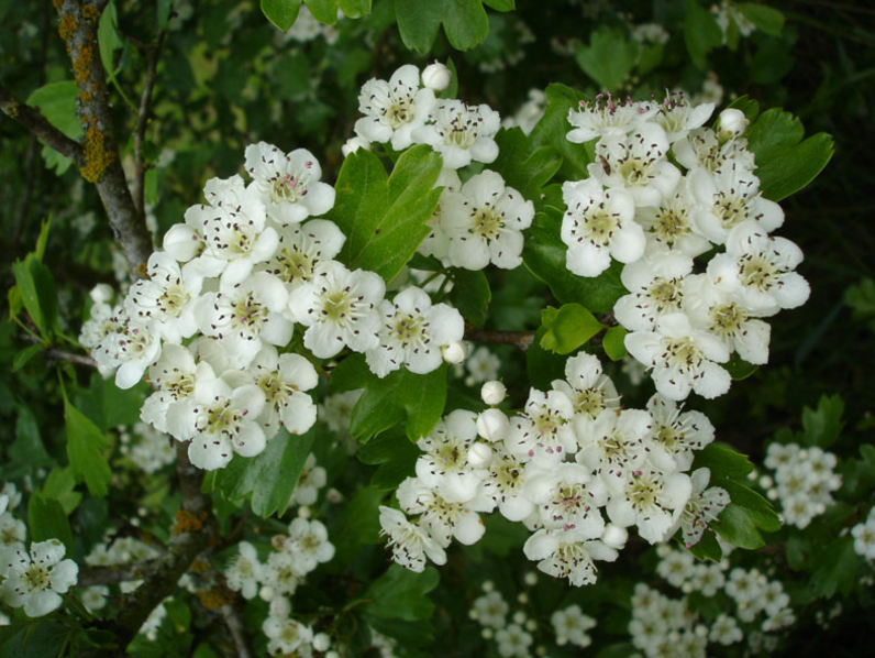 Crataegus monogyna 'Stricta' - AUBEPINE FASTIGIEE - EPINE BLANCHE FASTIGIEE - Bouquets parfumés