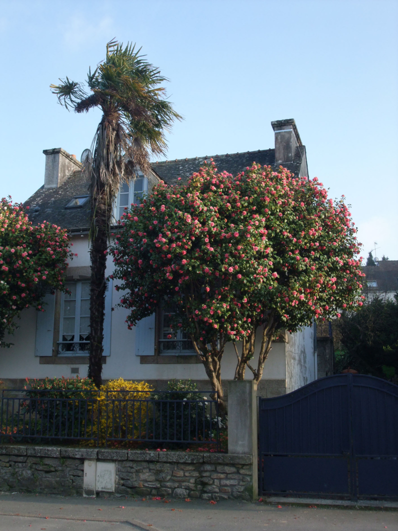 Camellia japonica - CAMELIA DU JAPON - Cépée adulte