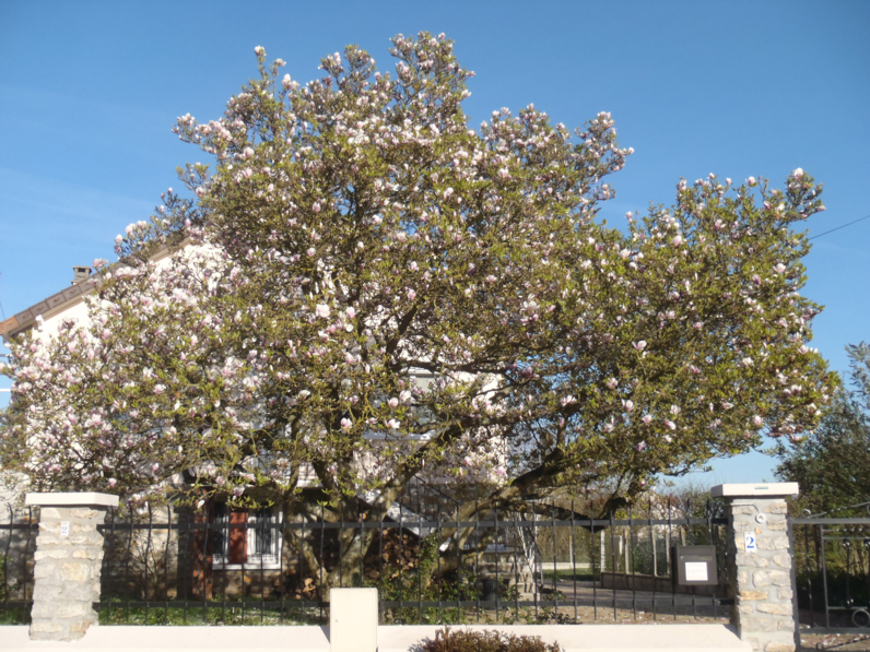 MAGNOLIA DE SOULANGE-BODIN