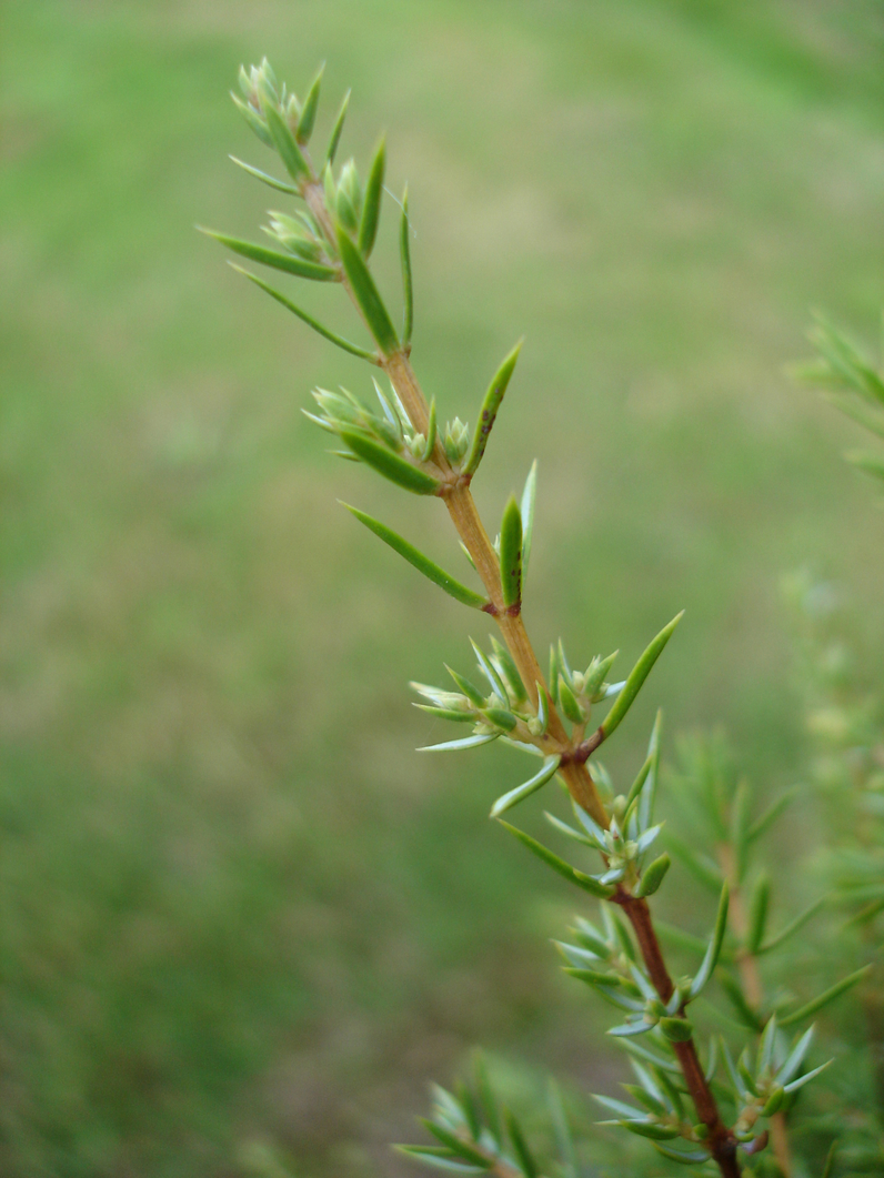 Juniperus communis 'Hibernica' - GENEVIER D’IRLANDE - Aiguilles fines piquantes