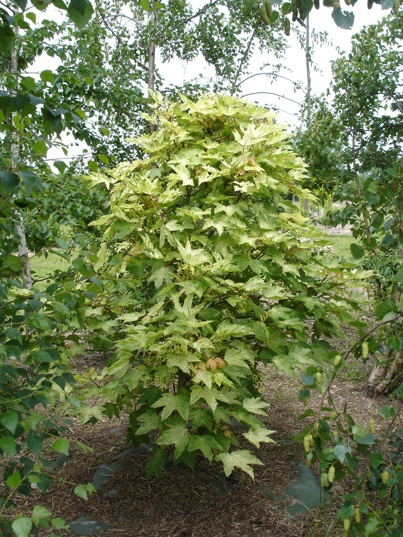 Acer pseudoplatanus 'Brillantissimum' - ERABLE SYCOMORE DORE - Jeune arbre