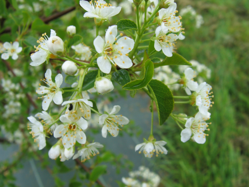 CERISIER DE SAINTE LUCIE - BOIS DE SAINTE LUCIE - CERISIER ODORANT - Floraison