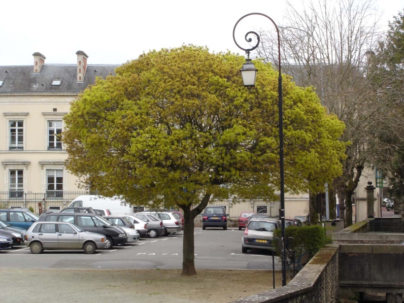 Acer platanoïdes 'Globosum' ERABLE PLANE BOULE - Arbre adulte