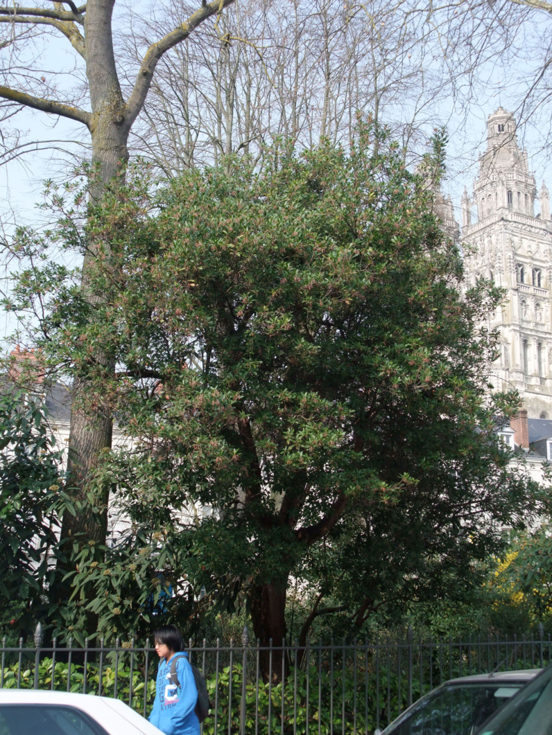 Arbutus unedo -ARBOUSIER - ARBRE AUX FRAISES - Arbre adulte