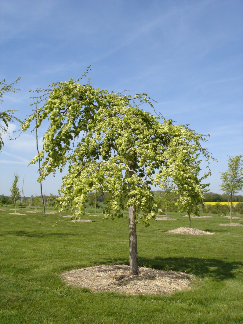 Ulmus glabra 'Camperdownii'