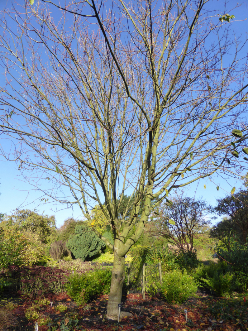 Acer davidii -ERABLE DU PERE DAVID - Jeune arbre