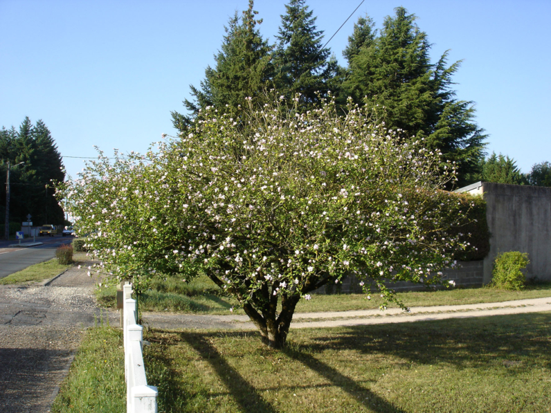 Hibiscus syriacus- HIBISCUS - Cépée