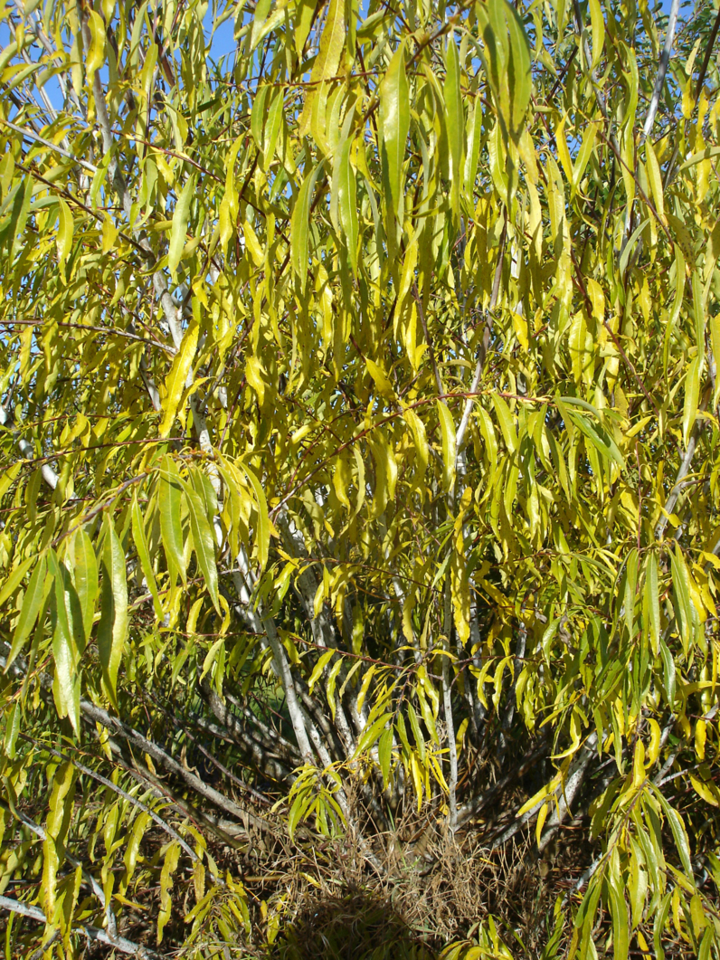 SAULE A FEUILLES PENDANTES