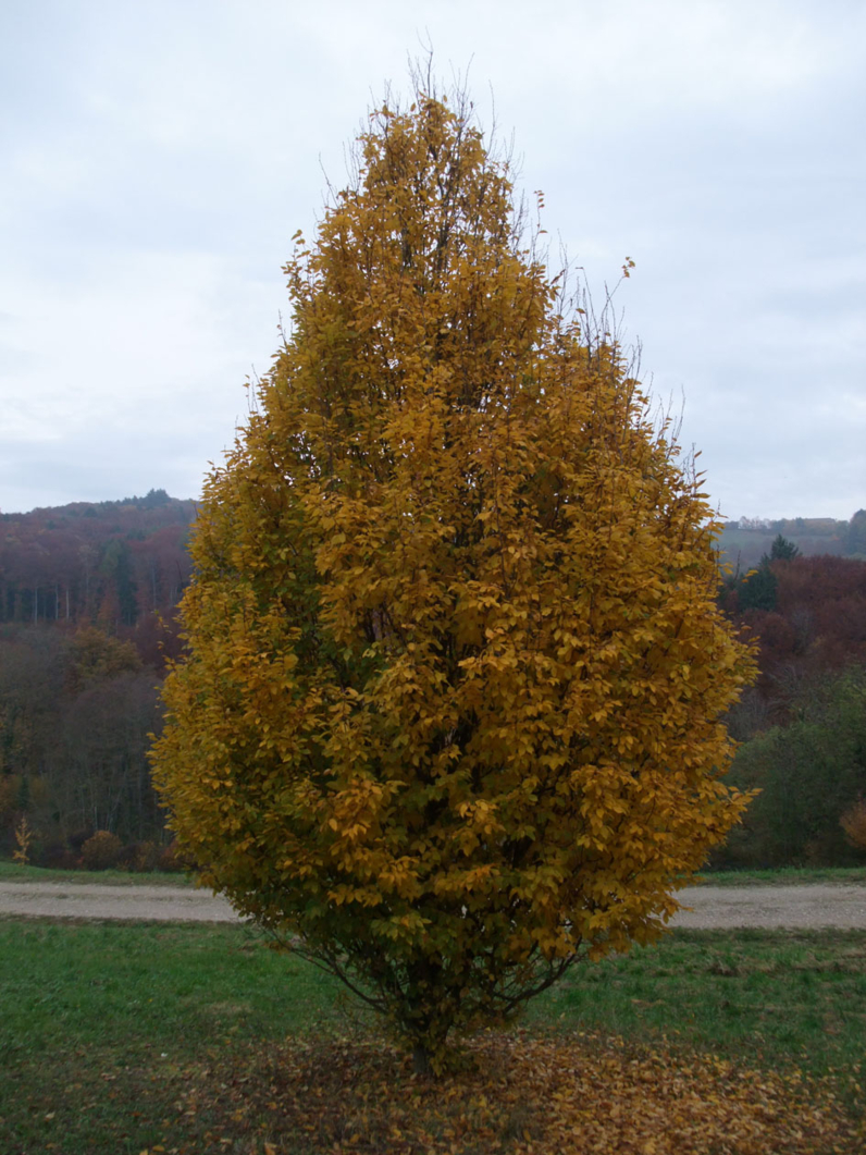 Carpinus betulus 'Frans Fontaine' - CHARME FASTIGIE 'FRANS FONTAINE' - Jeune arbre en automne