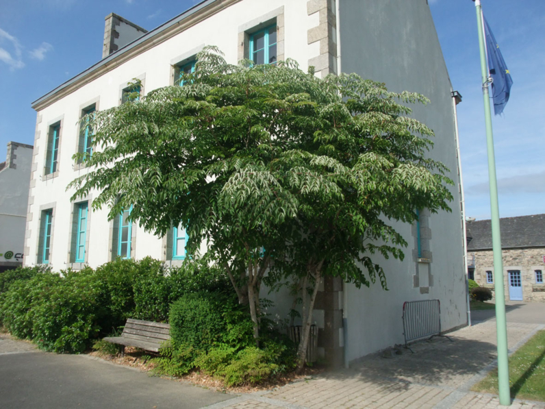 Aralia elata - ANGELIQUE DU JAPON  - Jeune adulte