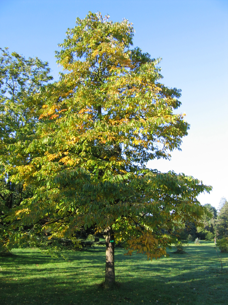 Diospyros kaki - KAKI -Tige adulte