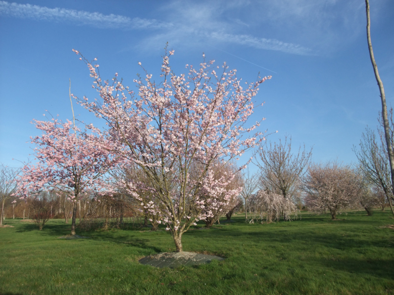 CERISIER A FLEURS 'ACCOLADE'