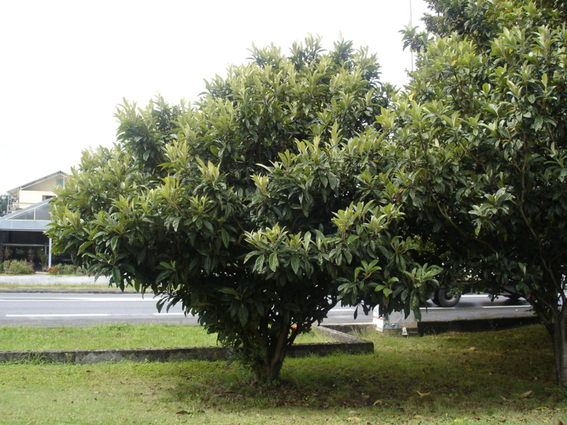 Eriobotrya japonica -NEFLIER DU JAPON - BIBACIER - Jeune cépée