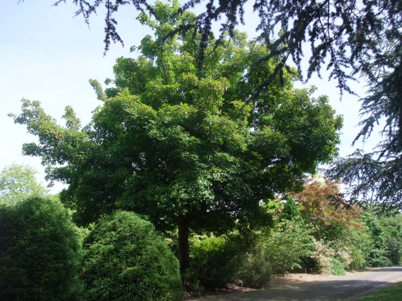 Acer tataricum subsp. ginnala - ERABLE DU FLEUVE AMOUR - Houppier