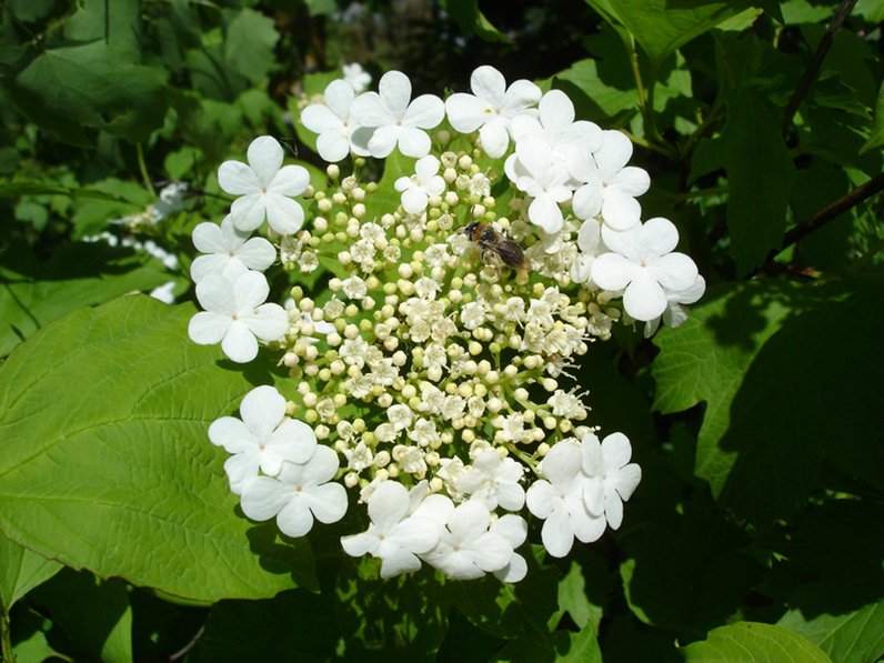 VIORNE NOIR - OBIER - Floraison en corymbe (4 à 10 cm)
