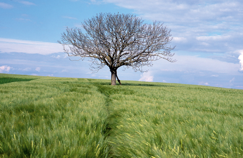 Le noyer de Beauregard à Jutigny,  Arbre Remarquable de Seine-et-Marne - Mai 2000