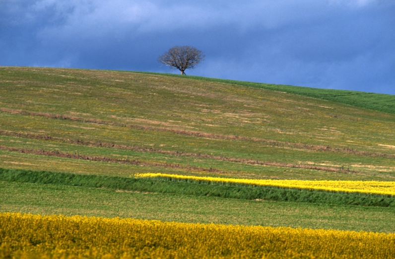 Le noyer de Beauregard à Jutigny,  Arbre Remarquable de Seine-et-Marne - Avril 2000